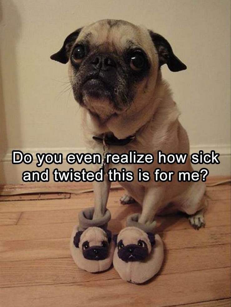 pug with pug slippers - Do you even realize how sick and twisted this is for me?