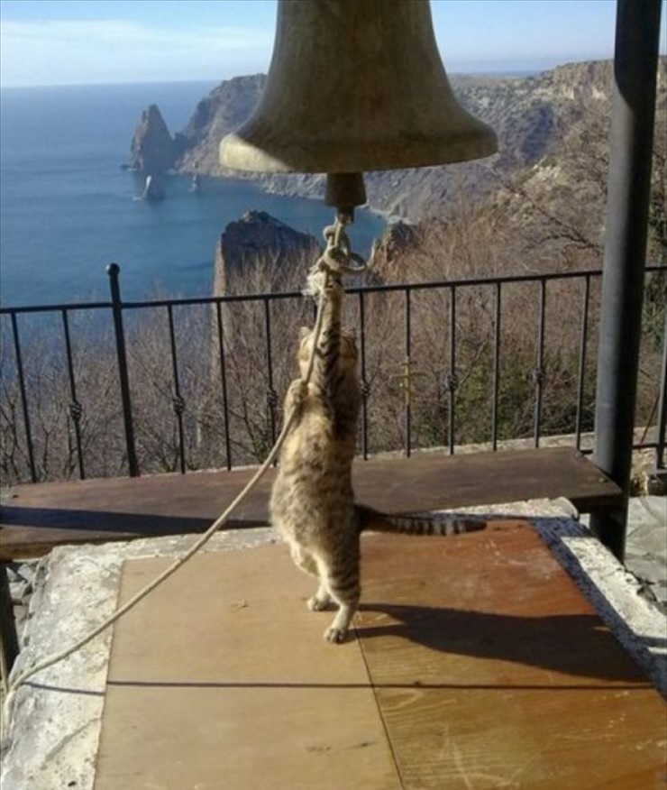 cat ringing the bell