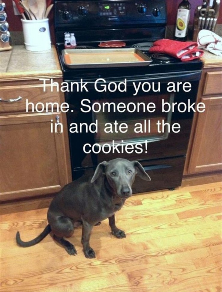 photo caption - Owy Thank God you are home. Someone broke in and ate all the cookies!