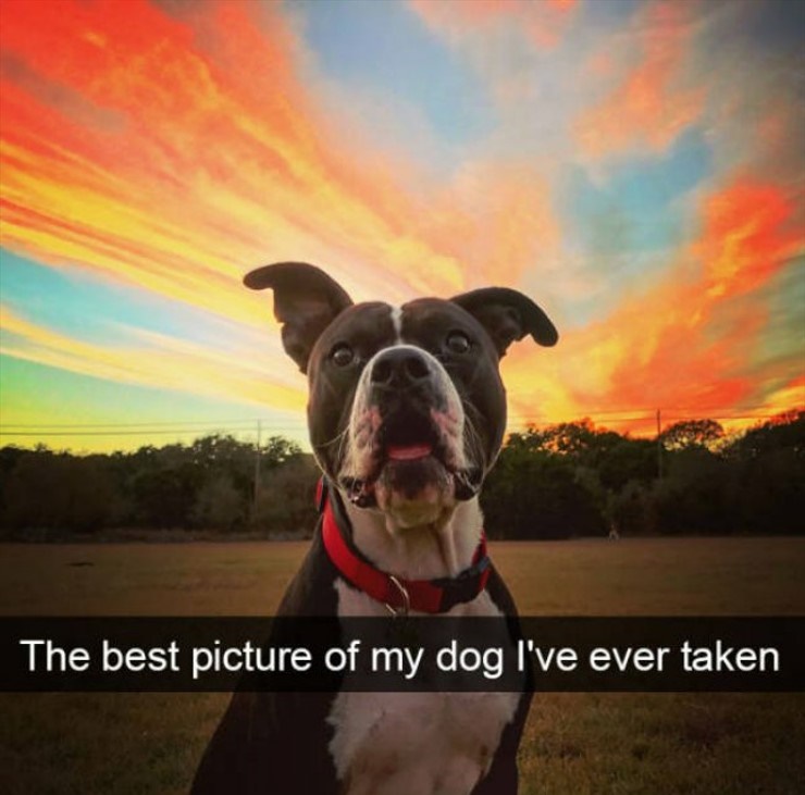 photo caption - The best picture of my dog I've ever taken