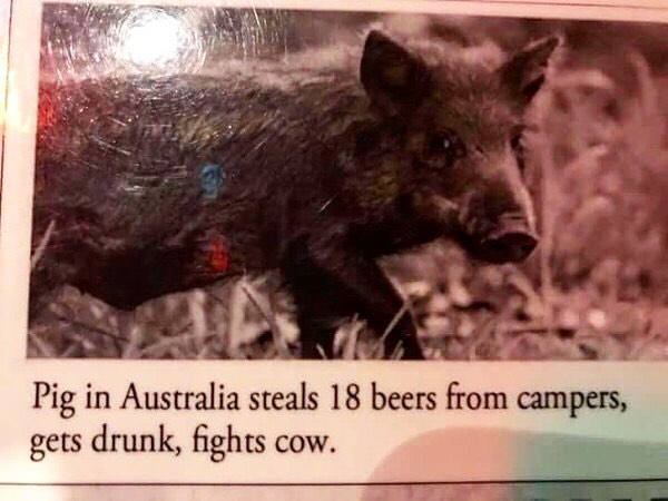 spirit animal meme pig - Pig in Australia steals 18 beers from campers, gets drunk, fights cow.