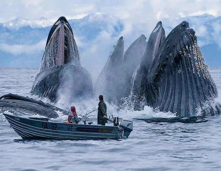humpback whale feeding alaska