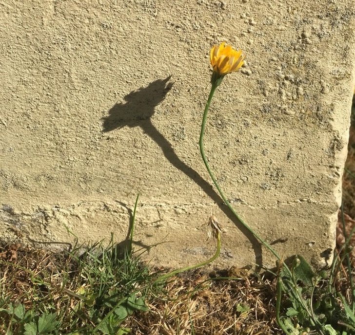 shadow of flower