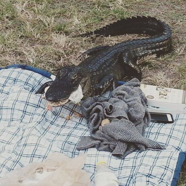alligator gainesville