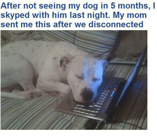 Funny Dog Memes - Dog meme of a dog that was said after he skyped his owner and laid his head on the laptop