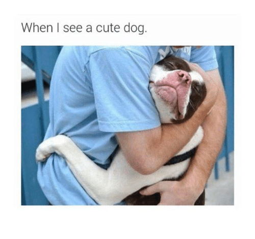 16 Funny Dog Memes That Will Keep You Laughing For Hours