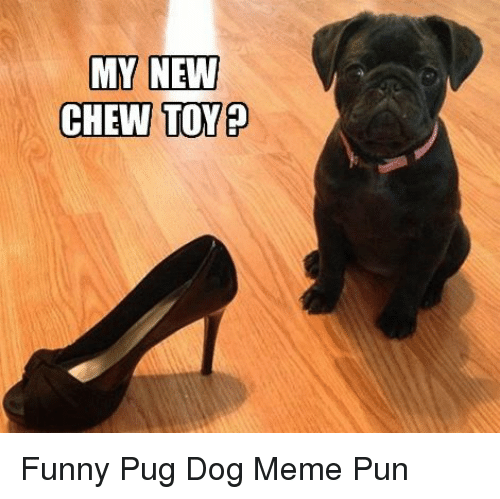 Adorable dog memes - dog meme of a black pug next to a high heeled shoe that will be his new chew toy