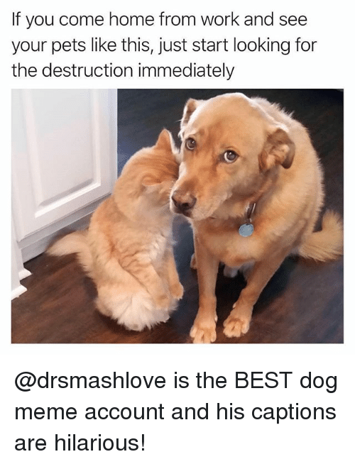 20 Adorable Dog Memes That Will Make You Laugh