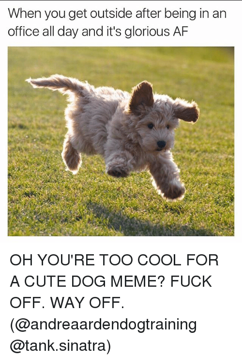 20 Adorable Dog Memes That Will Make You Laugh