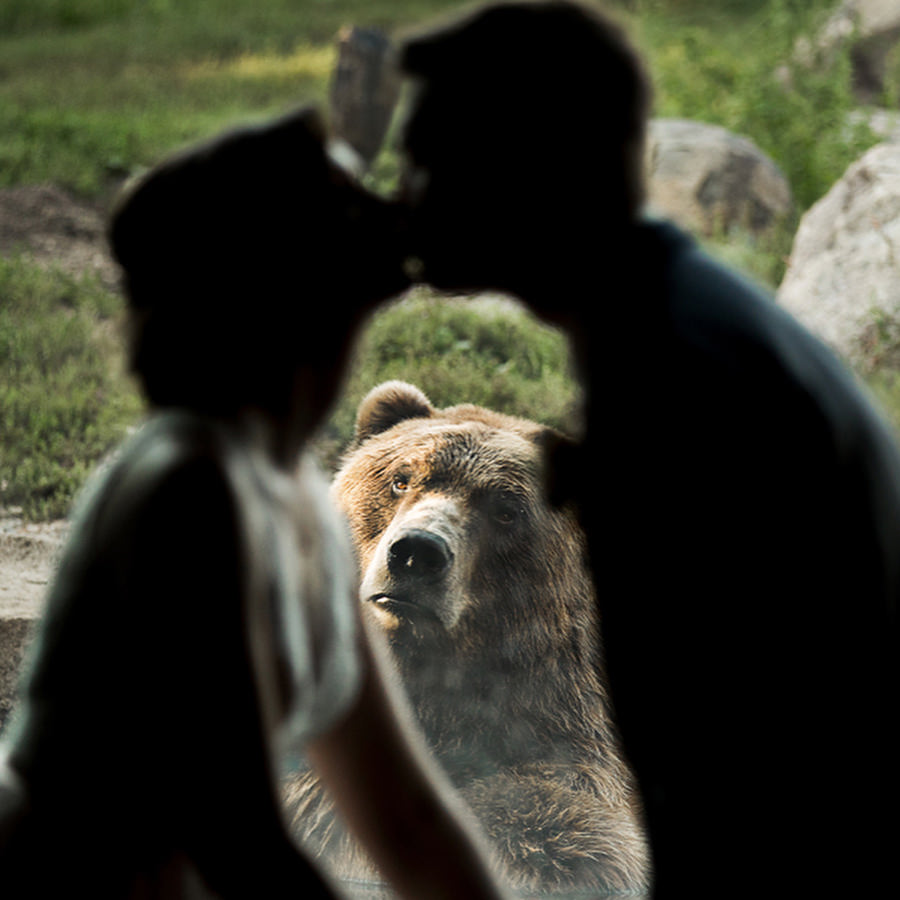 bear photobombs wedding