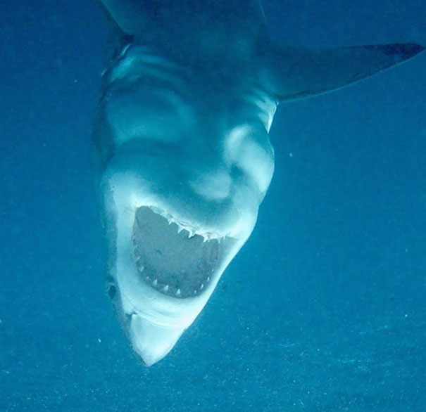 A Shark Hanging Upside Down Looks Like Someone Laughing Maniacally