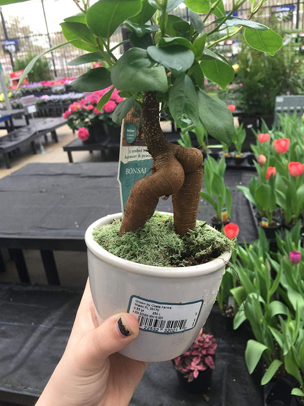 This bootilicious bonsai