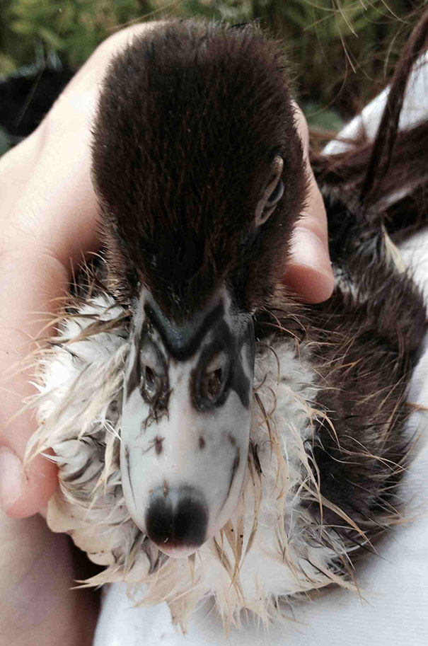 Duckling Has A Husky On Her Beak