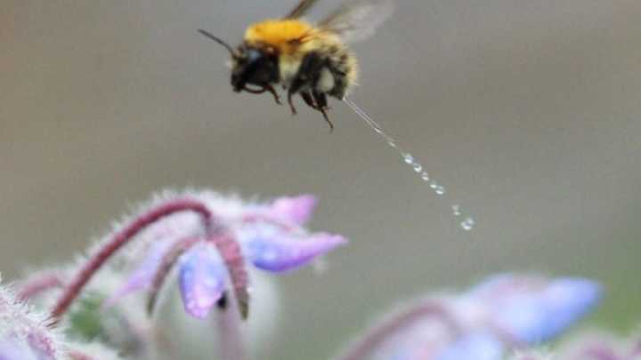 This close up action photo capture a bumblebee peeing while in mid flight.  The photographer Mark Parrott was quoted as saying, "I was shocked with excitement when I saw the shot and couldn't believe what I was seeing. It’s difficult to get good close-up shots without a tripod and this one was taken handheld."