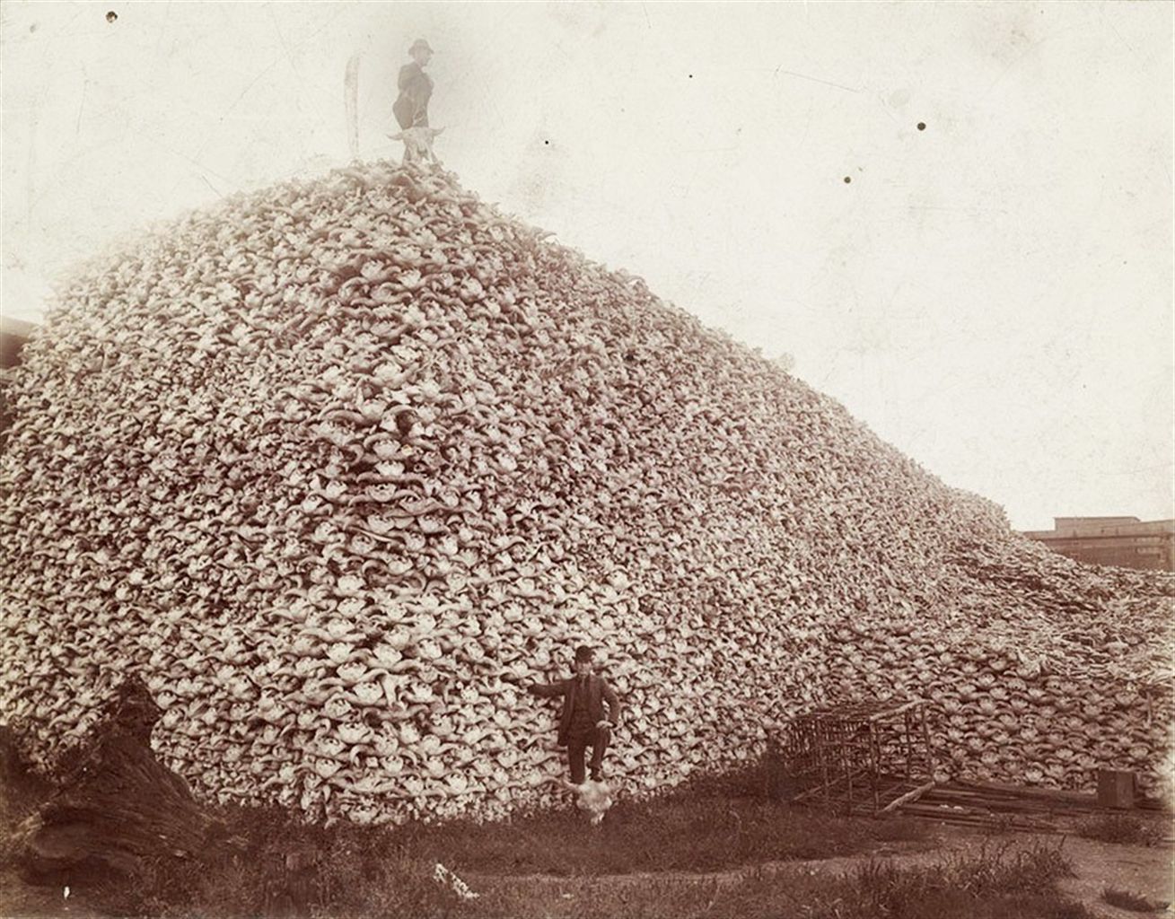 Buffaloes were nearly killed to extinction as part of a State-sponsored genocide of indigenous people. Buffalo was a major resource of these people for food and materials. Killing buffalo was akin to cutting off the supply line .During the 60-year period now known as “the Indian Wars,” from 1830-1890, the federal government massacred tens of thousands of Native peoples and “removed” surviving communities to isolated “reservations.” Entire ways of life and foodways were intentionally destroyed.