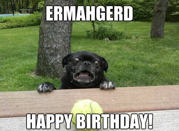 Surprised pug dog in an ermahgerd happy birthday meme