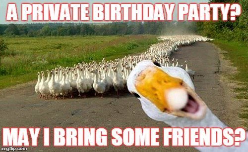 excited goose birthday meme