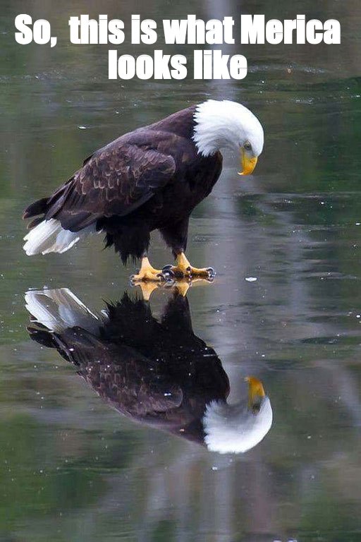 Eagle looking at himself on a frozen pond