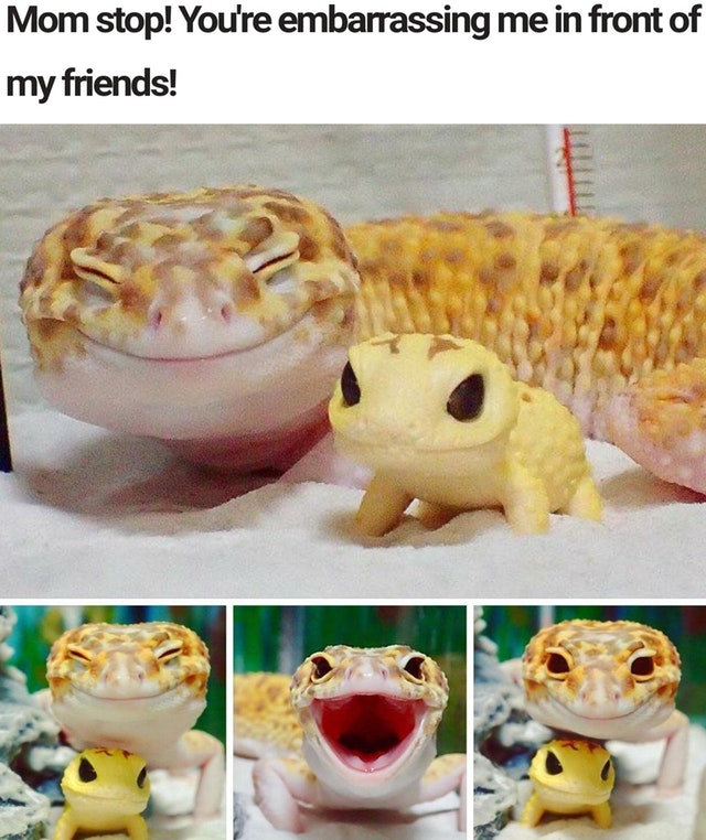 memes - gecko with gecko toy - Mom stop! You're embarrassing me in front of my friends!