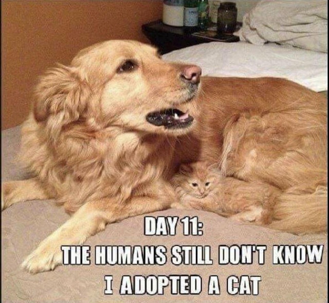 meme of dog still thinks i m fur - Day 11 The Humans Still Don'T Know I Adopted A Cat