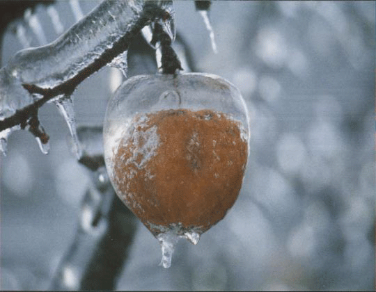 ontario ice storm 1998