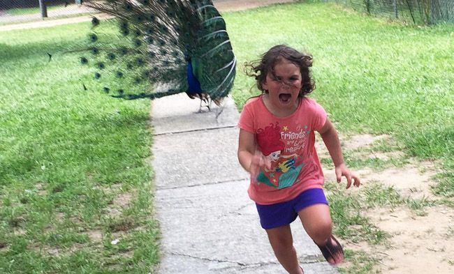 24 Pictures of People Getting Chased By Animals