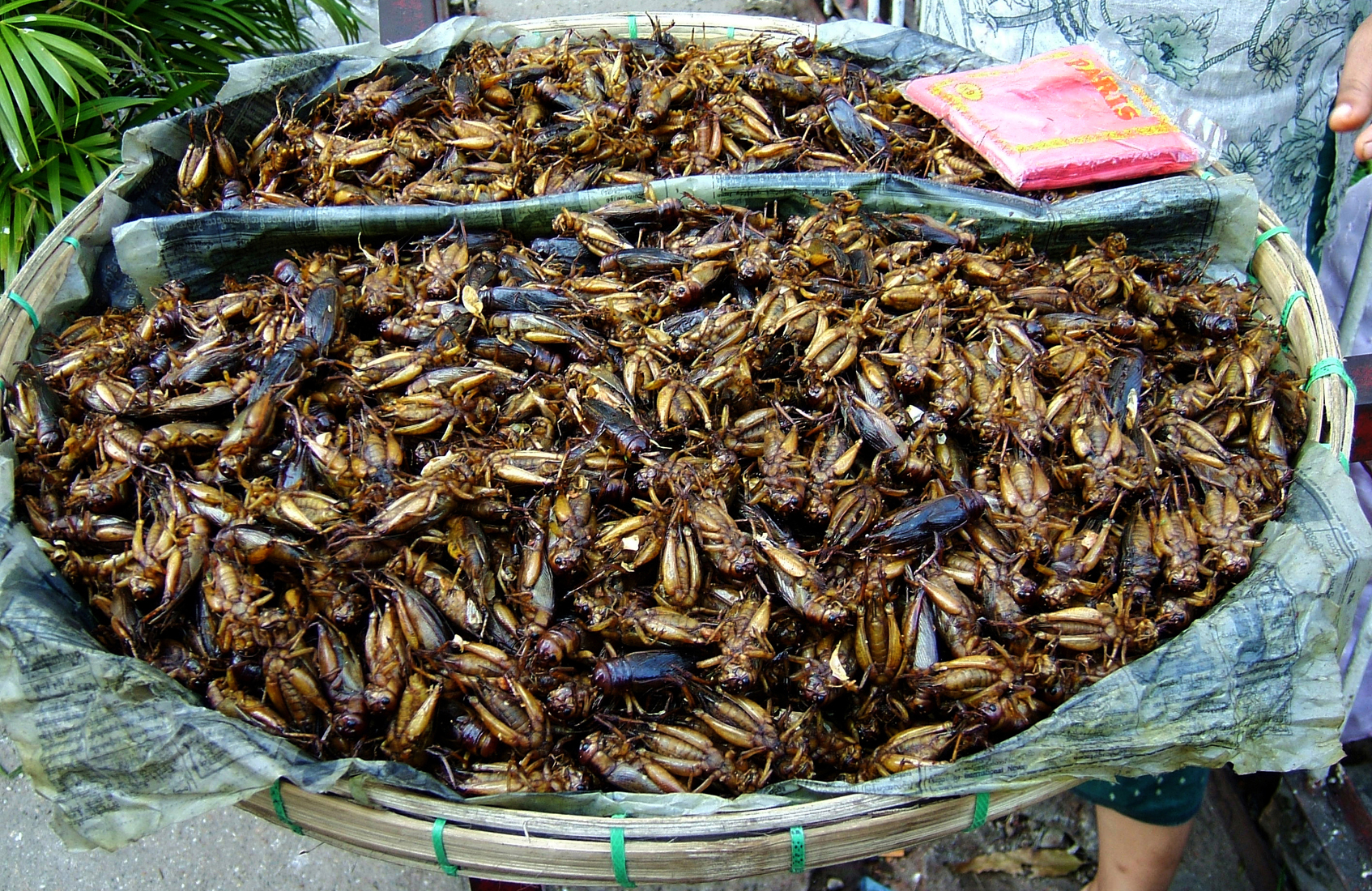 disgusting delicacy foods - chapulines