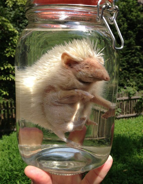 28 Pictures of Things Preserved In Jars