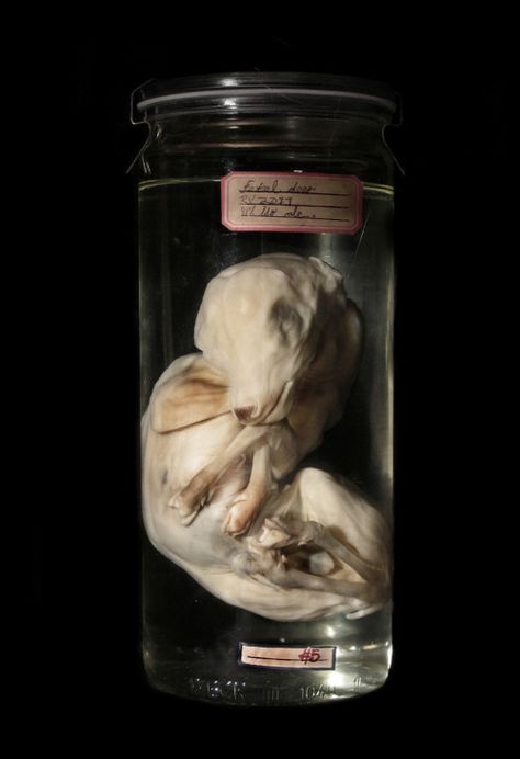 28 Pictures of Things Preserved In Jars