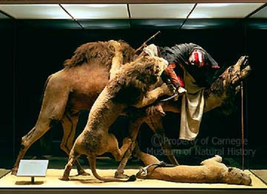 arab courier attacked by lions - Propers of Carnegle Museum of Natunl History