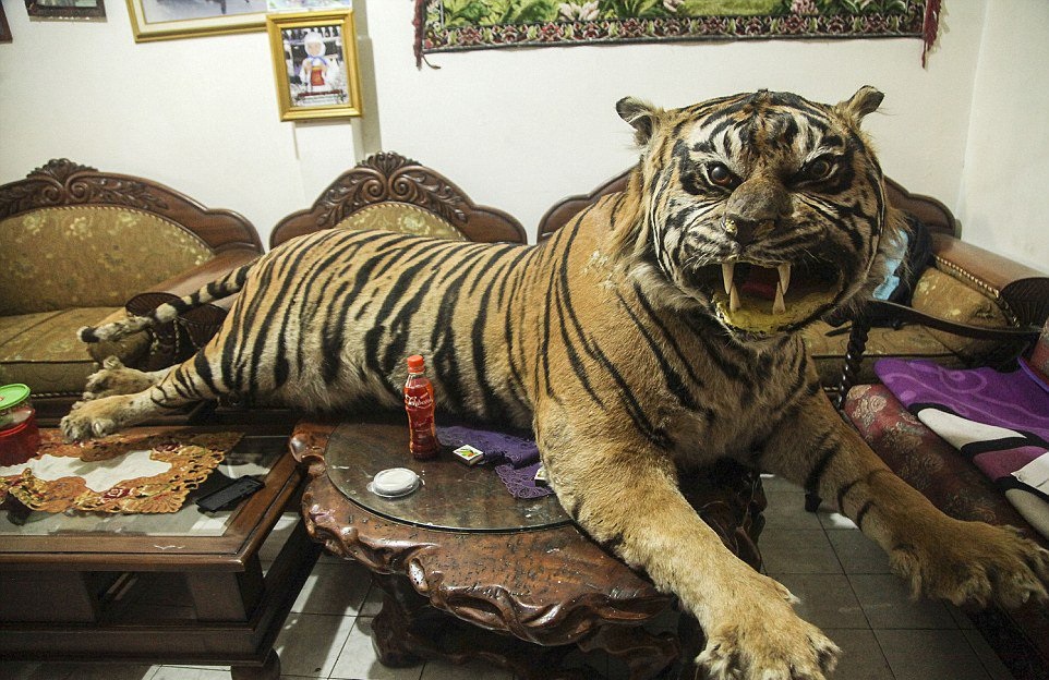 failed taxidermy tiger