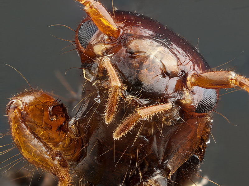 Close up brown hairy bug