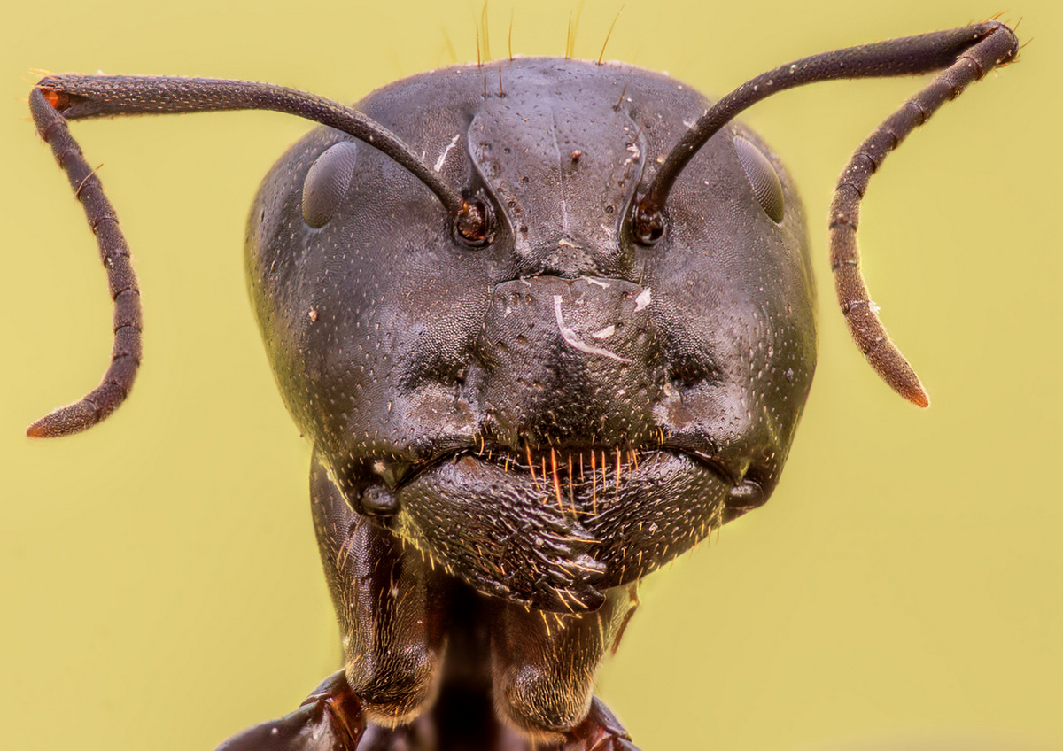 close up ant insect 