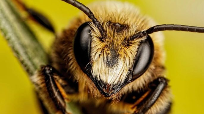 Close up bumble bee