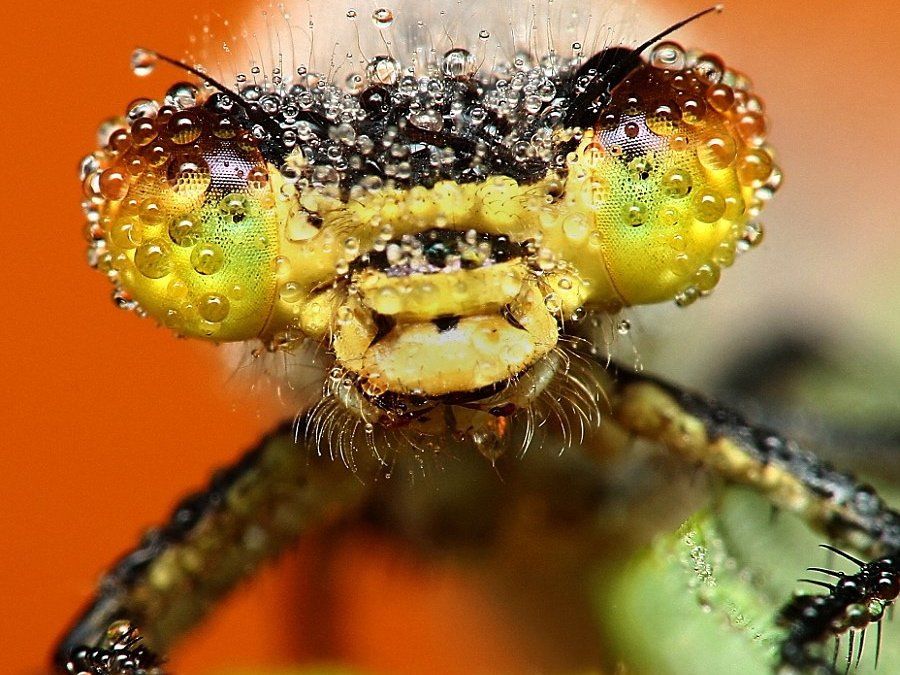 wet close up insect