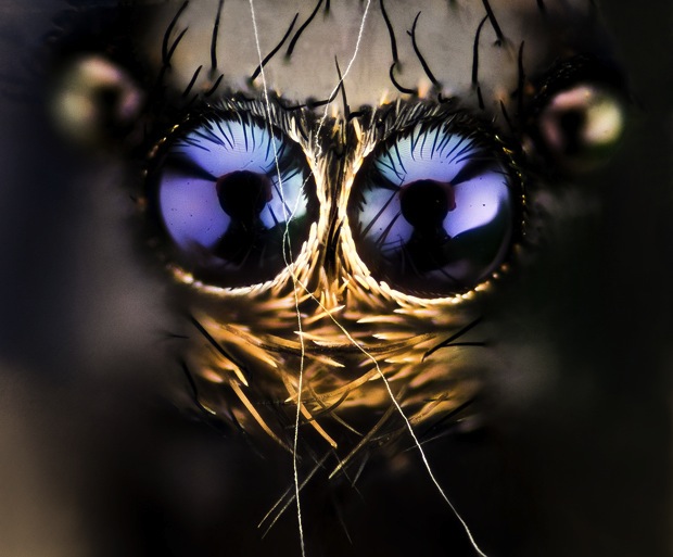 close up insect eyes