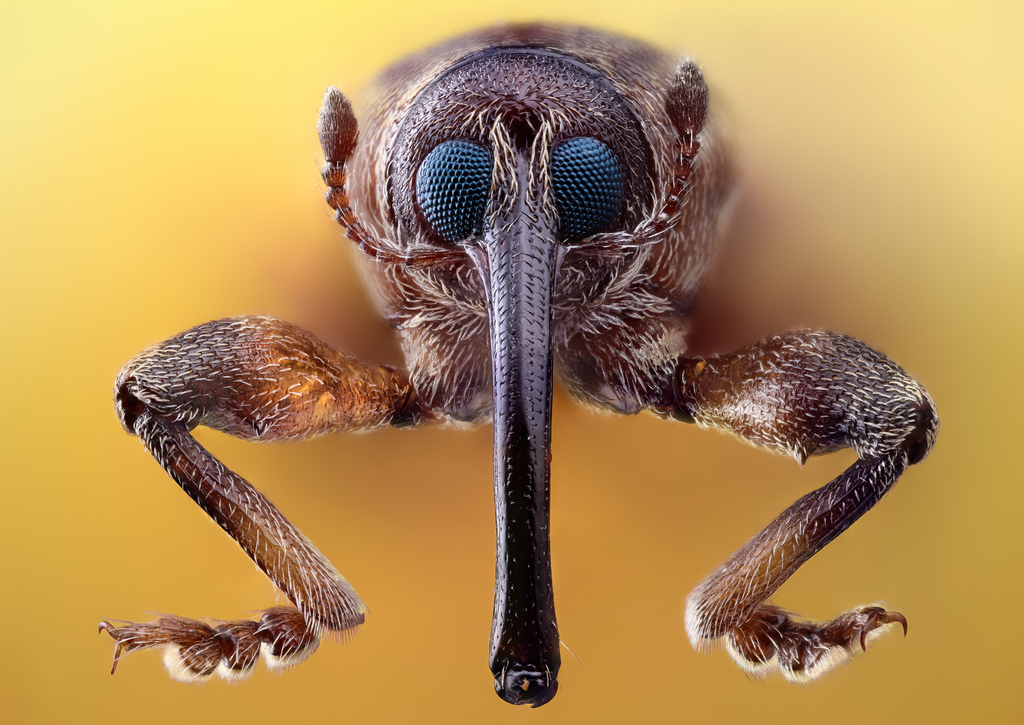 long nose close up insect