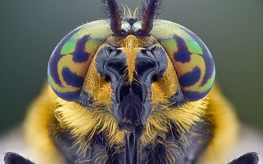 Yellow green blue close up insect 