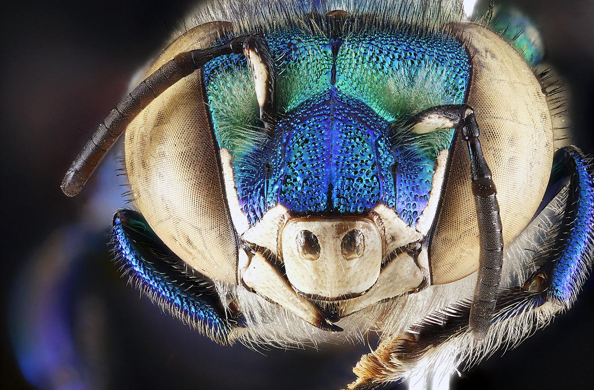 Close up blue insect