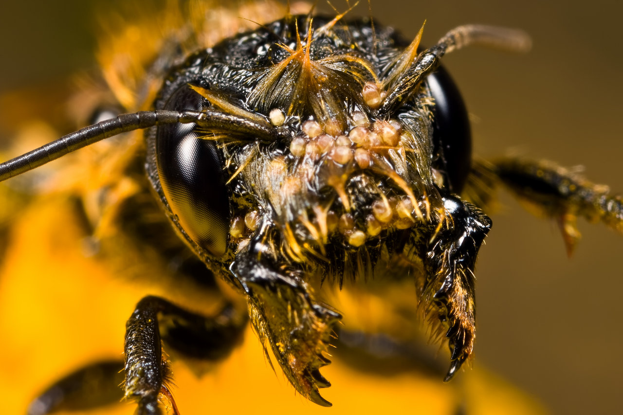Close up bee insect 