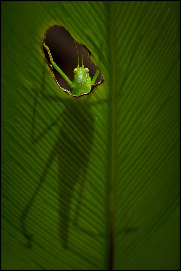 peeking green insect 