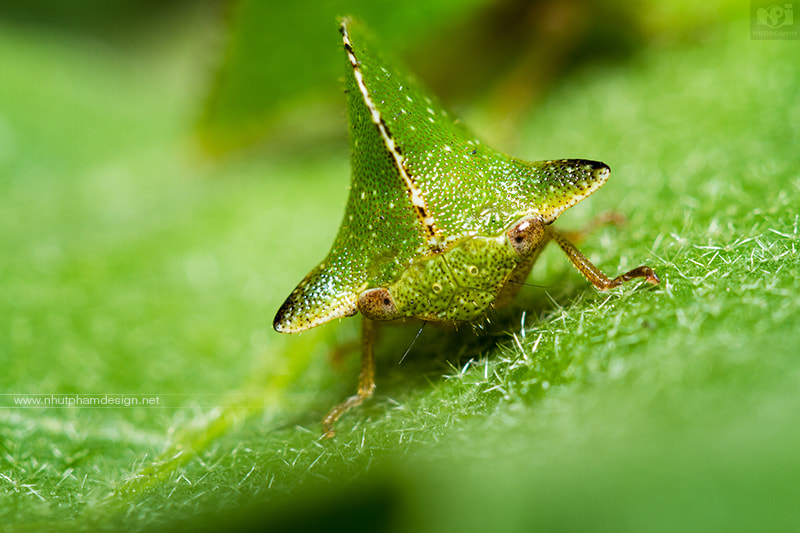 close up green insect 
