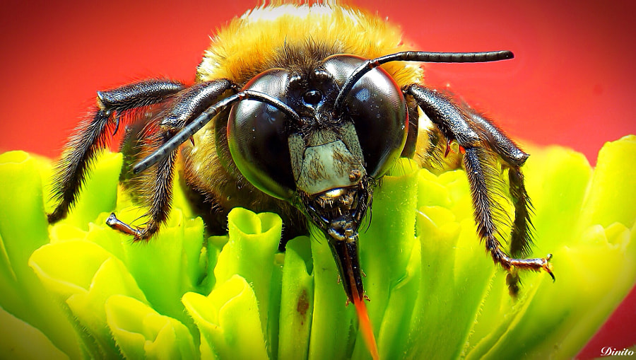close up bee