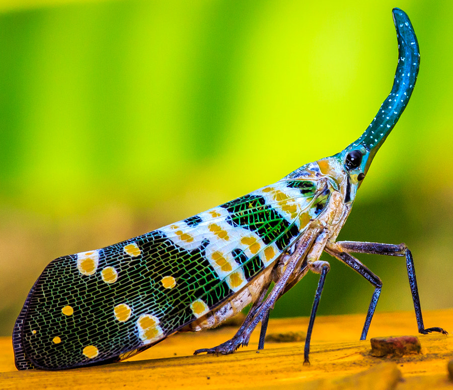 multicolored close up insect 
