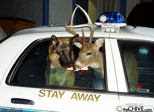 dog and deer in police car - Stay Away Posted At KuvatoNicom OtheCHIVE.com