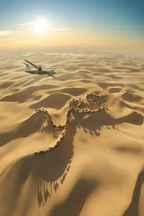 plane flying over camels in a line in the desert