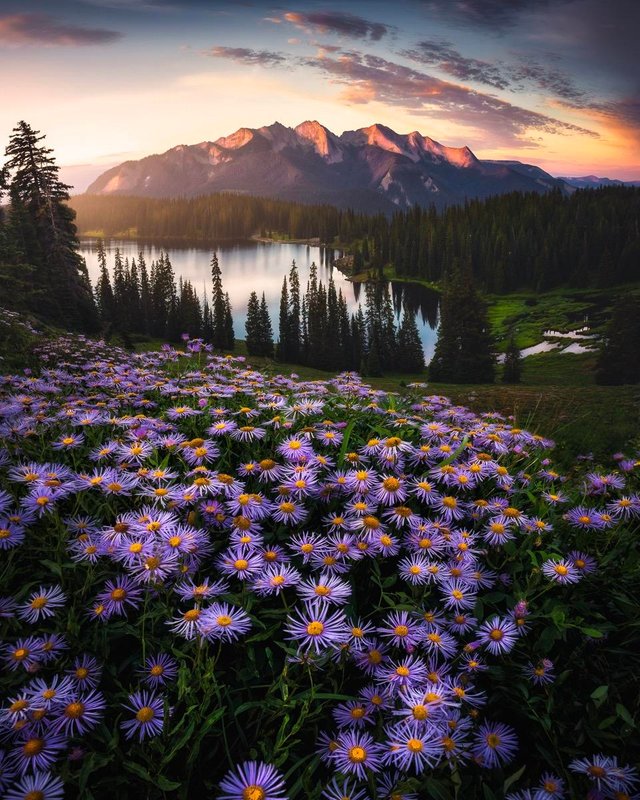 purple flowers and a mountain range