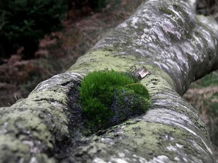 moss in log