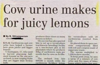 wacky newspaper headlines - Cow urine makes for juicy lemons fr By R. Shamparam T Cap Uab Termine we heard e r her with Ist. where how the Top wan, The word the thy while the