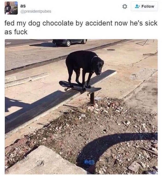 meme - sick doggo - as fed my dog chocolate by accident now he's sick as fuck